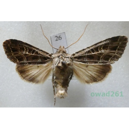 Sideridis reticulata (Goeze, 1781) Czech26
